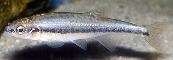 Phoxinus phoxinus.jpg